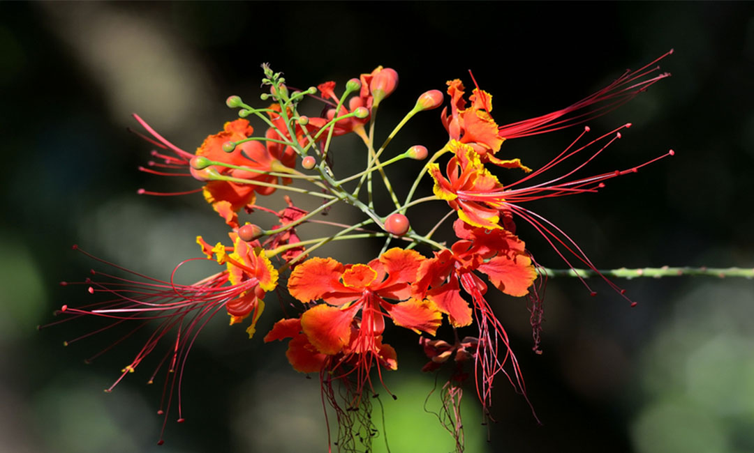 临沂临沂花帮主百科词条创建案例